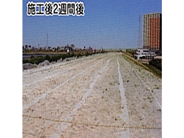 ベンネット®に被覆されたタネが発芽開始