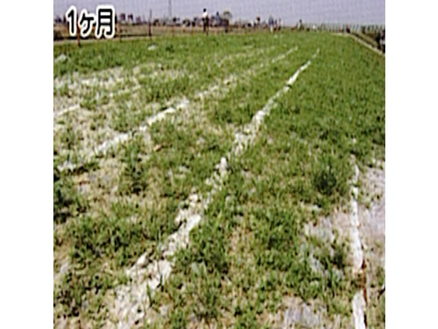 ベンネット®を芝が貫通、随所で分解